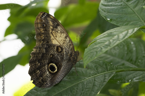 Forest Giant Owl Butterfly on green foliage photo