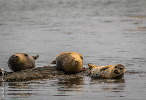 Harbor Seals (Phoca vitunlina) bask in the sun along the Damariscotta River, Maine, on a sunny afternoon
