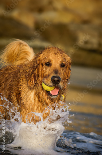 Golden Retriever dog outdoor portrait at beach splashing through water with ball