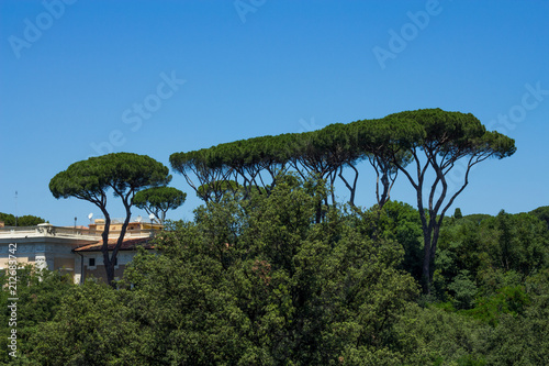 ROME ITALY TREES