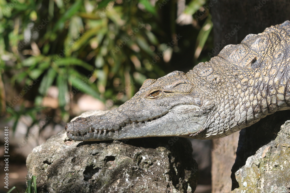 Obraz premium Crocodile / Predator Reptile 