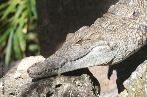 Crocodile / Predator Reptile 