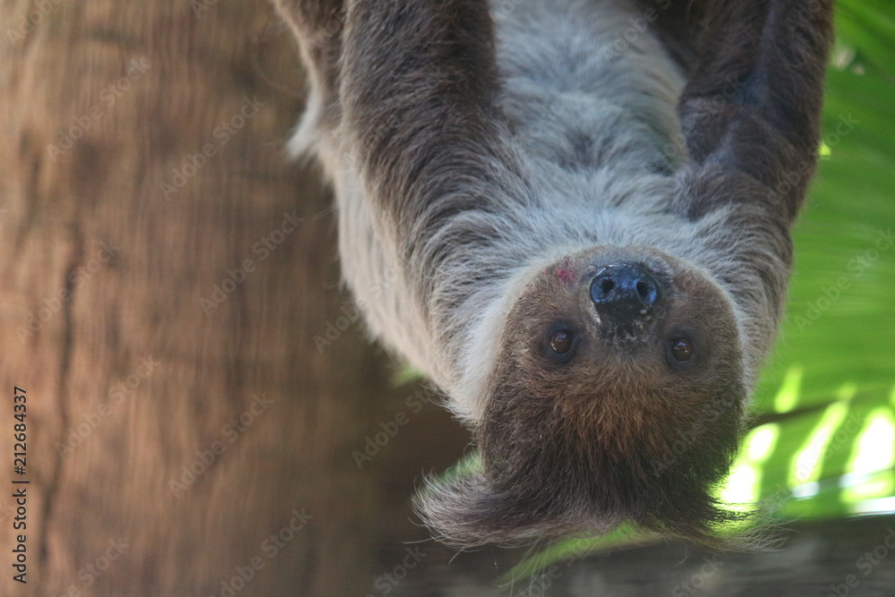 Portrait of a Sloth Hanging Upside down Portrait of a Sloth Hanging Upside down