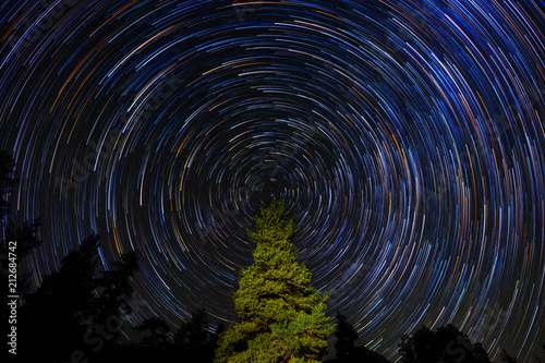 Circular Star Trails Over Pine Tree. Concept Night Sky Astrophotography