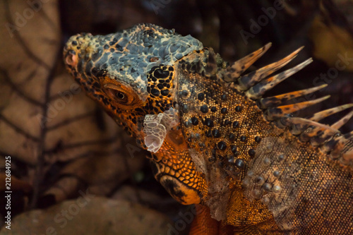 Orange iguana is a rare mutation. Green iguanas have orange spots but this rare genetic mutation is the equivalent to an albino  no green all orange.