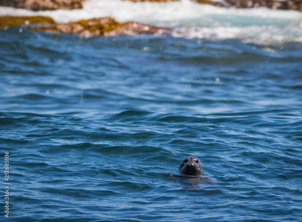Fototapeta premium Foka szara (Phocidae) wystawia głowę w zatokę Muscongus w stanie Maine w słoneczne popołudnie