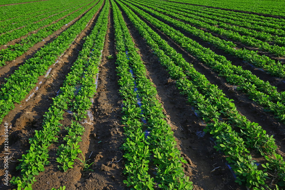 Rows of peanut fields Rows of peanut fields