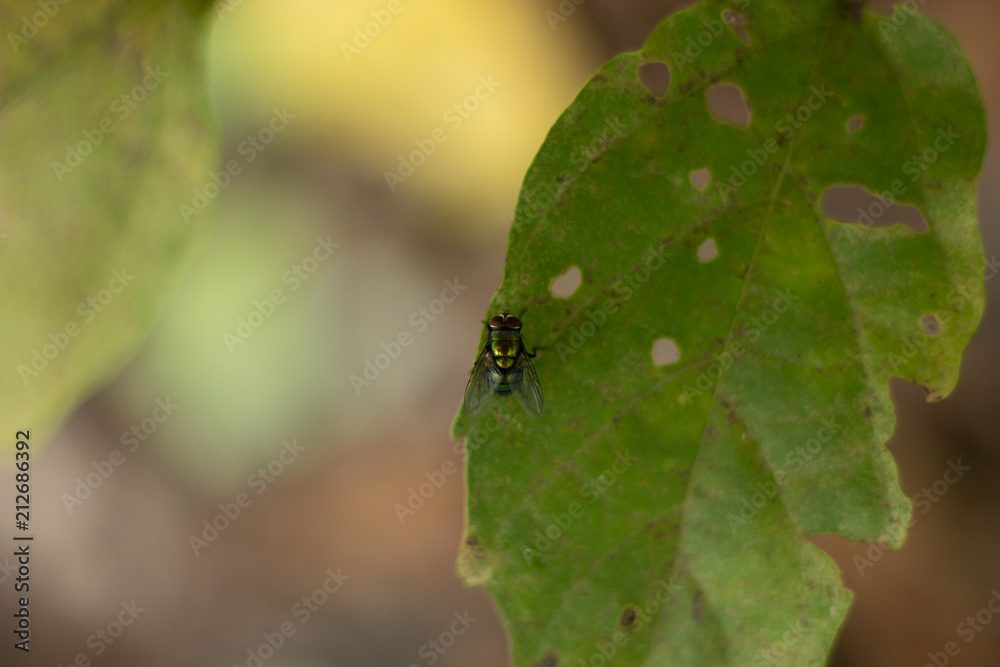 Green flies on the leaves.