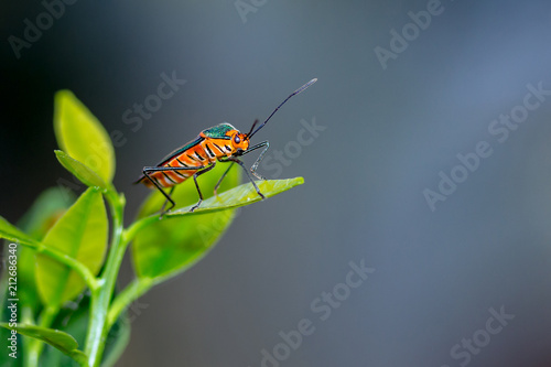 Beautiful True Bug on a Leaf ("Percevejo" in Brazil / Sphictyrtus longirostris - Hemiptera Order) © Wladimir Lopes