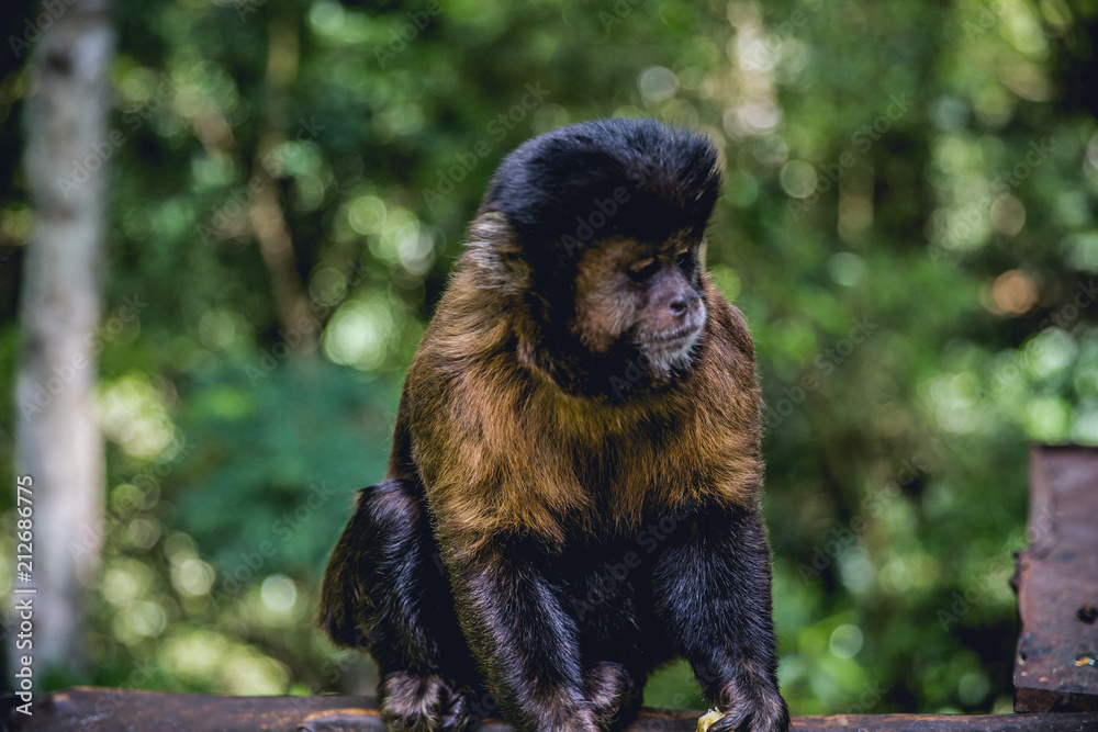 Fototapeta premium Monkey 