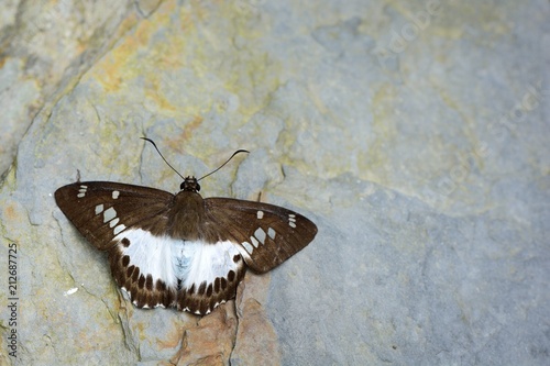 Butterfly from the Taiwan (Satarupa majasra Fruhstorfer)Big white skirt butterfly photo
