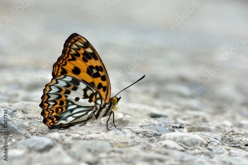 Butterfly from the Taiwan (Sephisa daimio) Baiqun macular butterfly in water 