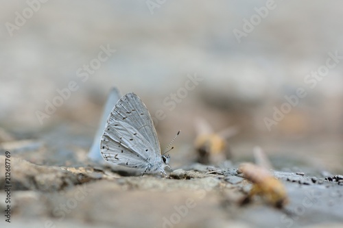 Butterfly from the Taiwan (Udara dilecta) Udara dilecta little butterfly photo
