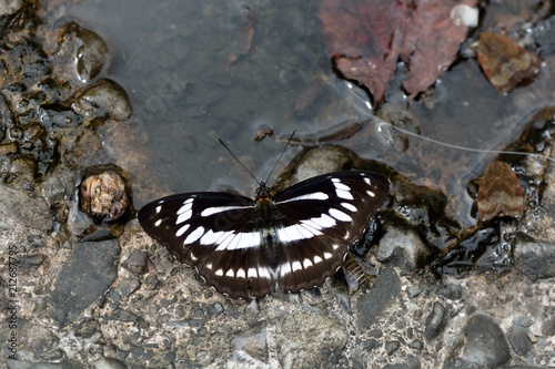 Butterfly from the Taiwan (Athyma jina sauteri) Broadband three-wire butterfly
