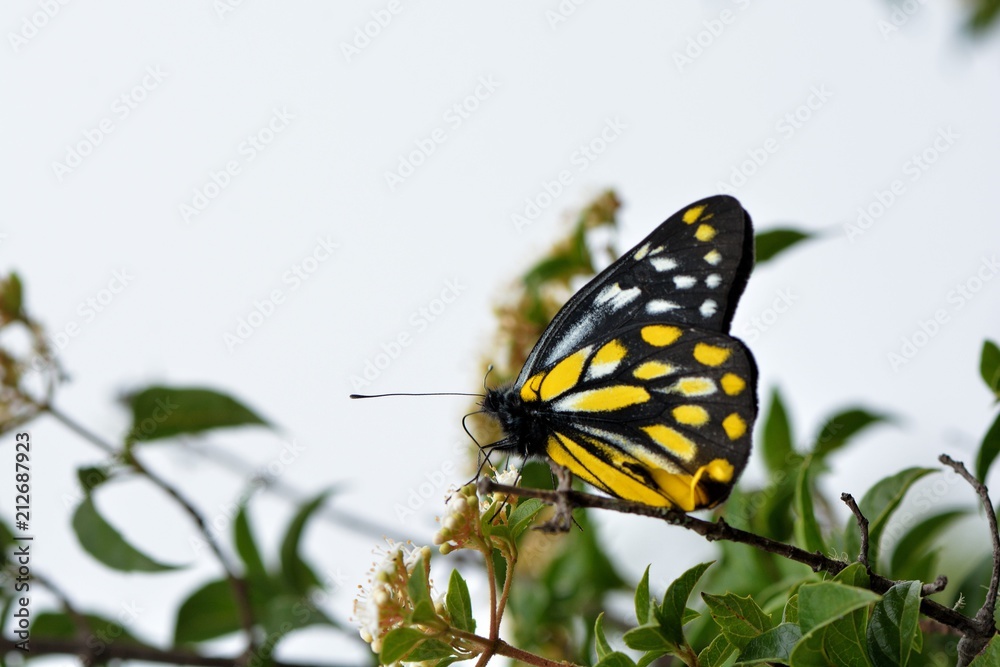 Butterfly from the Taiwan (Delias berinda wilemani Jordan)Spotted butterfly Butterfly from the Taiwan (Delias berinda wilemani Jordan)Spotted butterfly