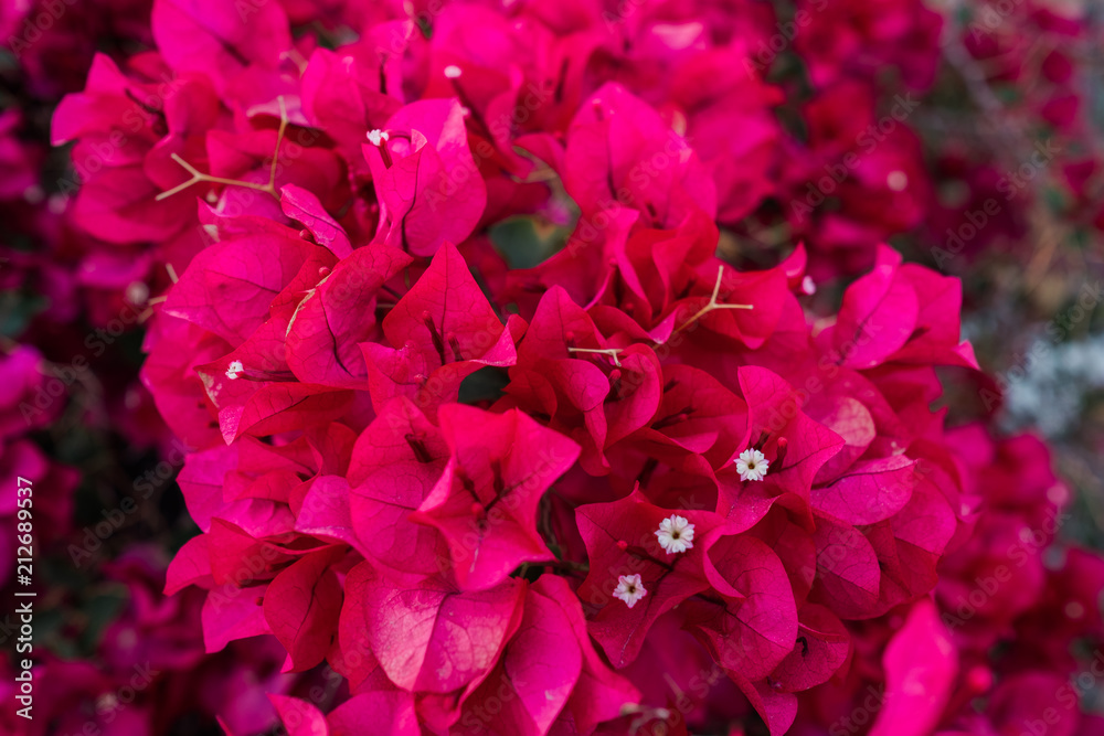 Close up of red Bougainvillea Flowers in the Shade
