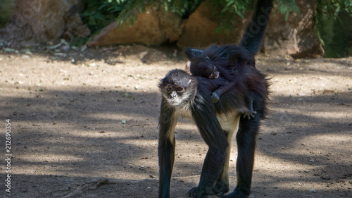 monkey mother carrying