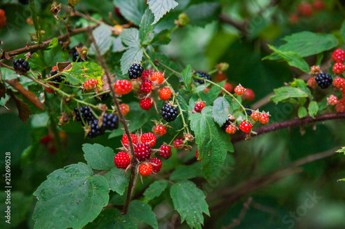 Close Up of Wild Raspberries