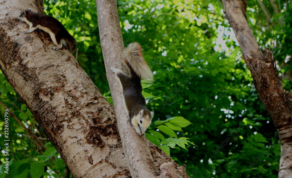2 squirrels climbing on green tree in the opposite direction 2 squirrels climbing on green tree in the opposite direction