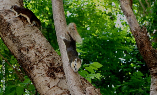 2 squirrels climbing on green tree in the opposite direction © evergreentree