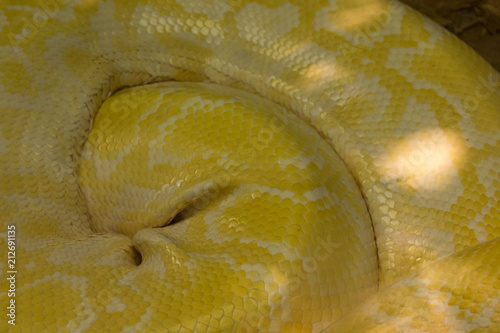 Albino Python is one of the five largest species of snakes in the world. It is native to a large area of tropical South and Southeast Asia. They are often found near water.