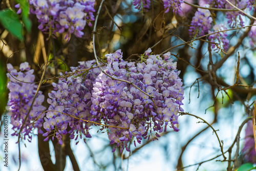 Beautiful sdpringtime flowers