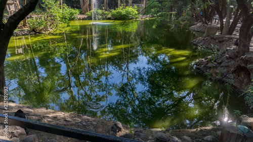 beautiful lake in forest