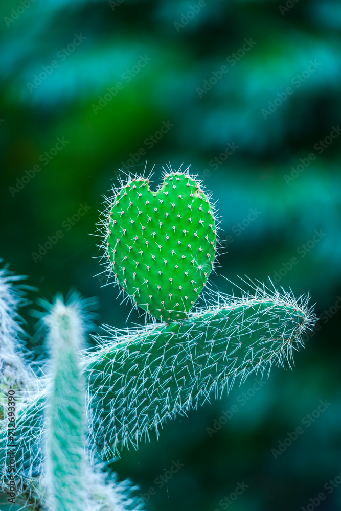Cactus plant in the botanical garden Cactus plant in the botanical garden