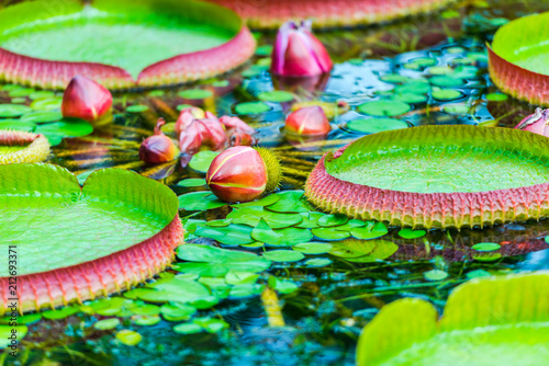 Waterv lilly leaves and flowers photo