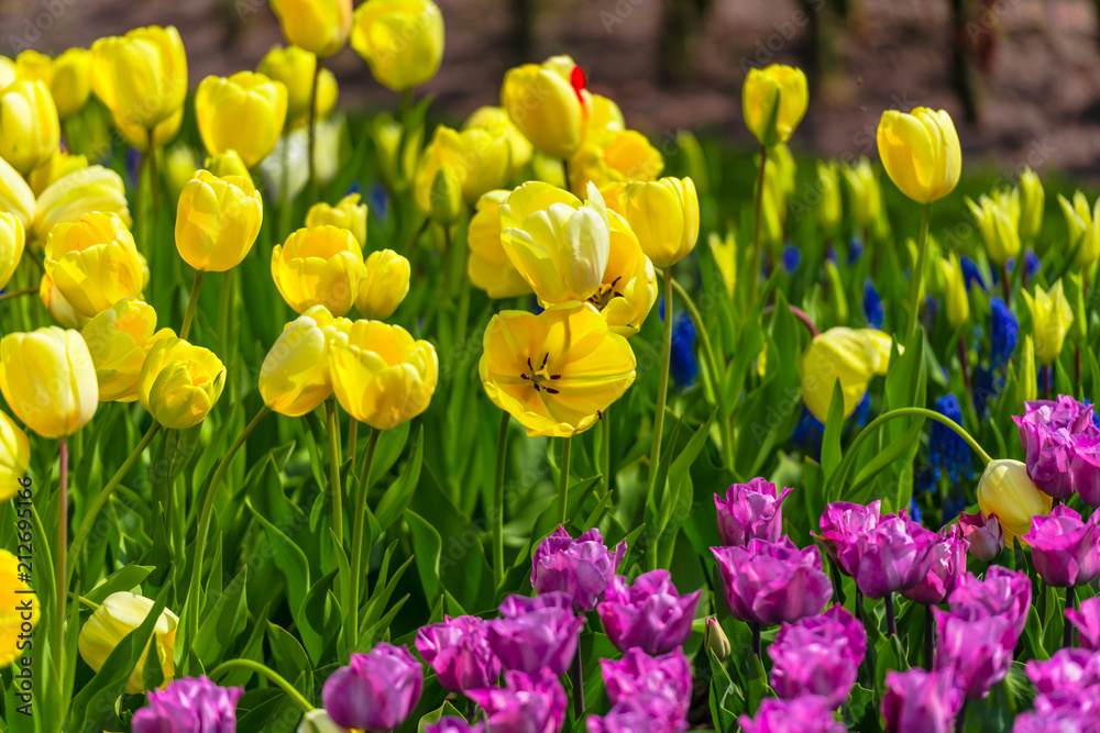 Obraz premium Fantastic flowers filed in Keukenhof garden, Holland