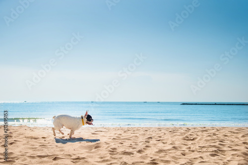 Fototapeta Naklejka Na Ścianę i Meble -  Portrait of french bulldog on the beach
