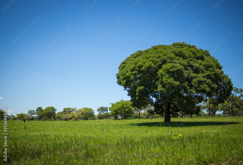 Árvore solitária