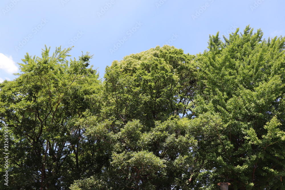 夏の空