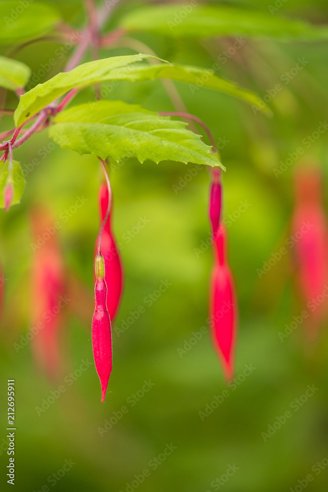 beautiful ear ring shaped pink flowers hanging on the branch with green background beautiful ear ring shaped pink flowers hanging on the branch with green background