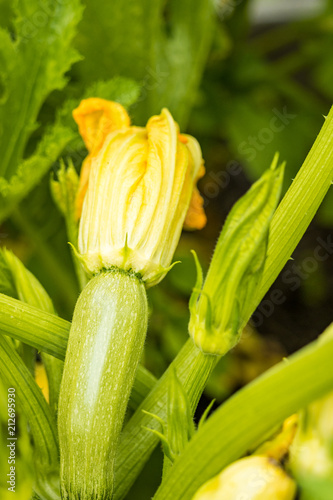 tiny green zucchini grow out of the back of a yellow flower in the garden.