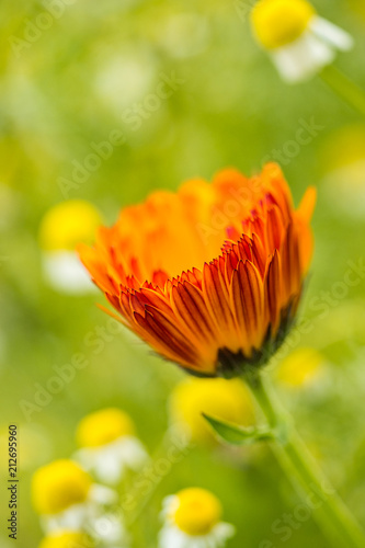 beautiful daisy with orange petal and creamy green background