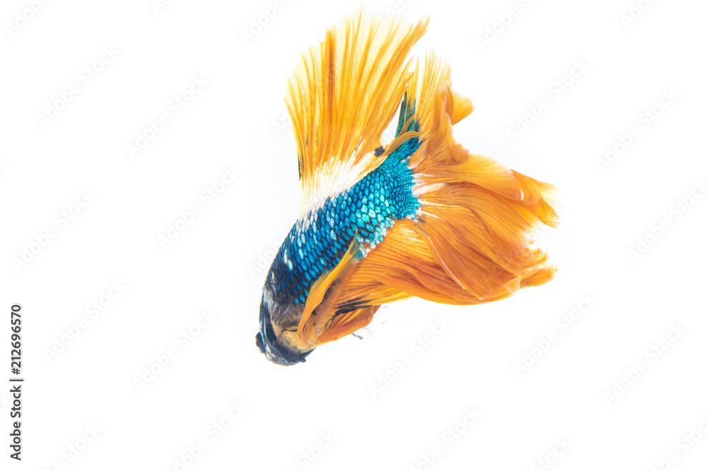 Obraz premium Fighting fish