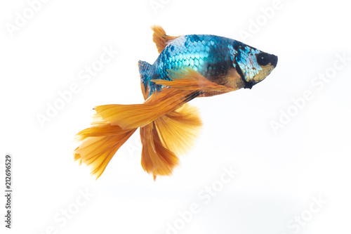 Fighting fish photo