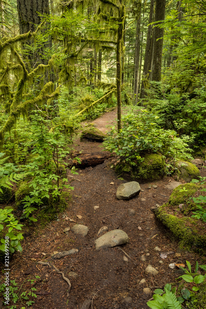 trees surrounded dirt covered slope stretching downhill trees surrounded dirt covered slope stretching downhill