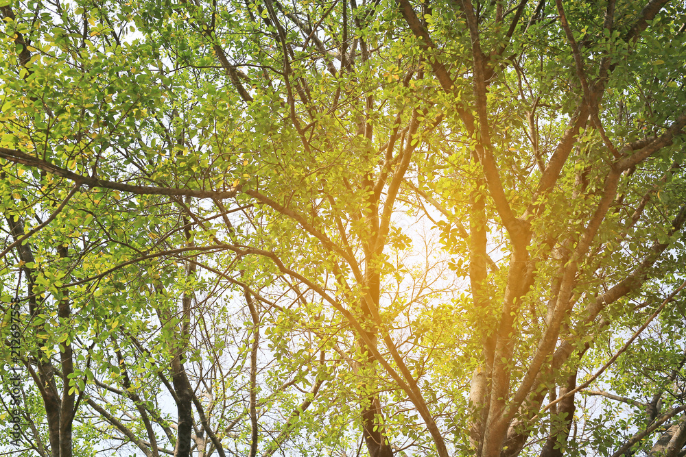Fototapeta premium Tree foliage in morning light with sunlight. 
