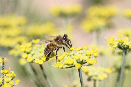 Bee in Fennel