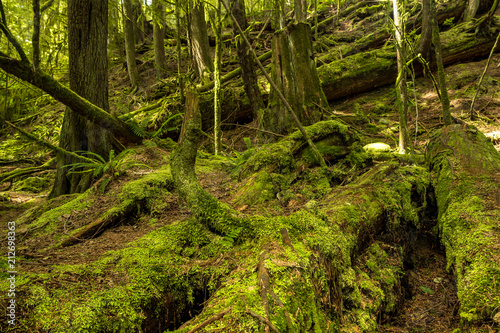 green mosses covered tree trunks laying around in the forest