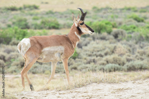 Wyoming Antelope