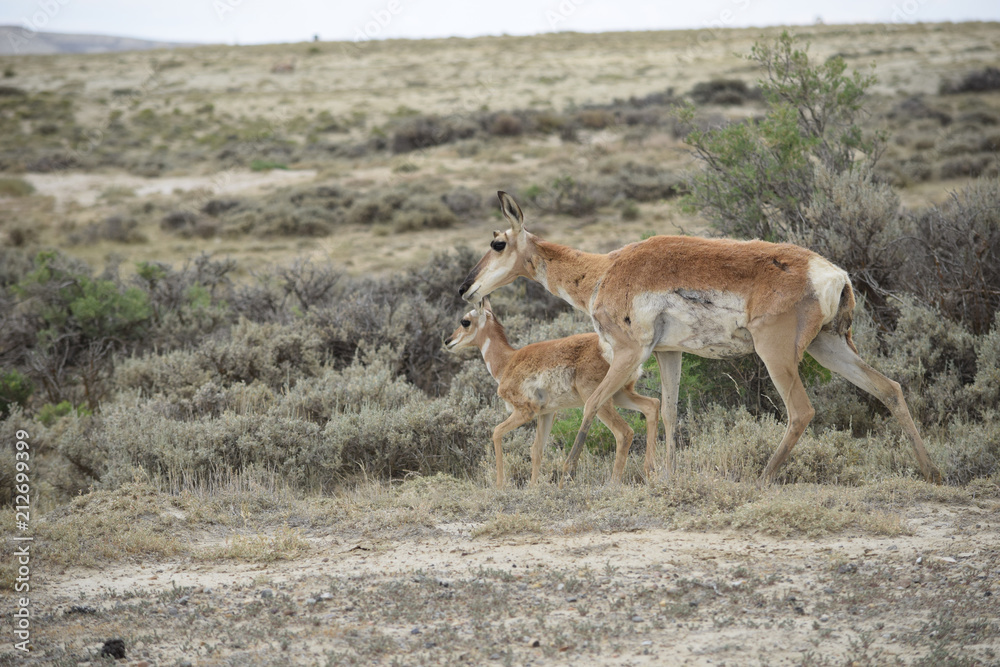 antelope antelope