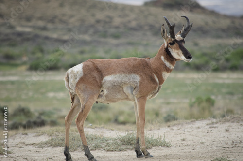 Wyoming Antelope © Geno
