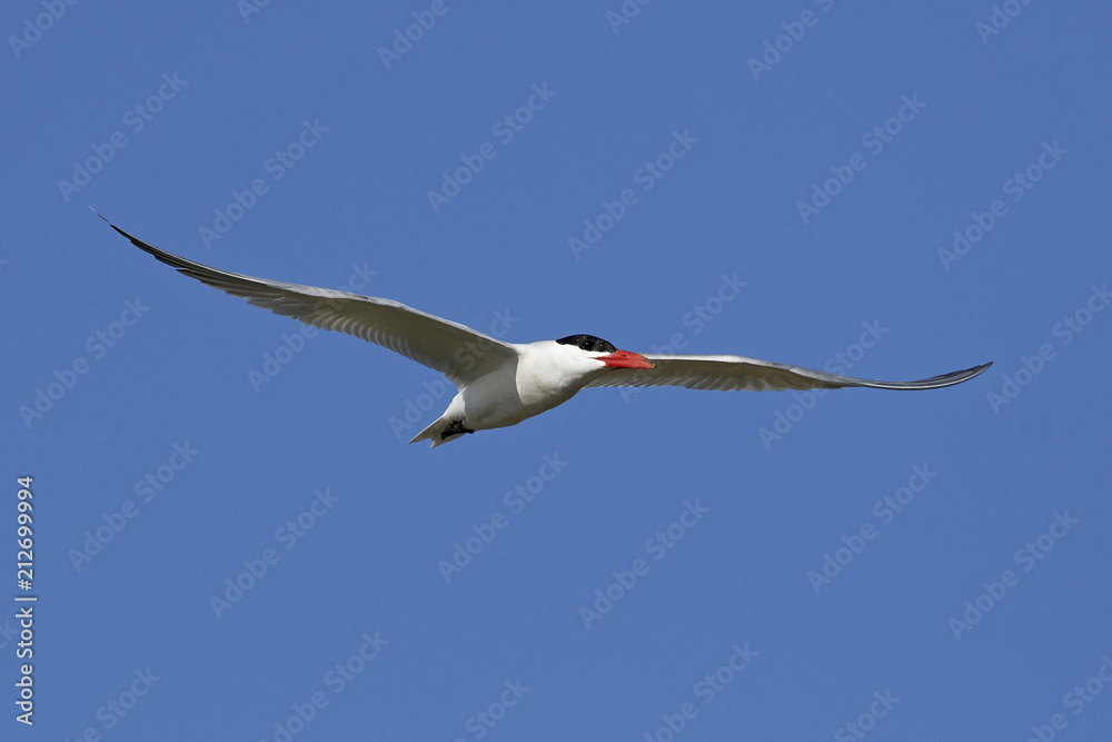 Fototapeta premium Caspian tern (Hydroprogne caspia)