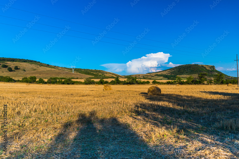 Fototapeta premium Fild of cut wheat