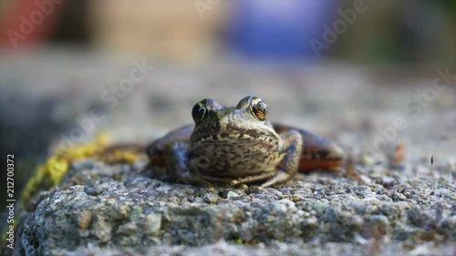 Ultra high definition 4k video of a Pacific tree chorus frog with bulging eyes and breathing movement closeup uhd 3840x2160 photo