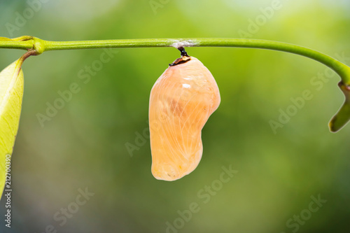 Striped Blue Crow (Euploea mulciber) pupa photo