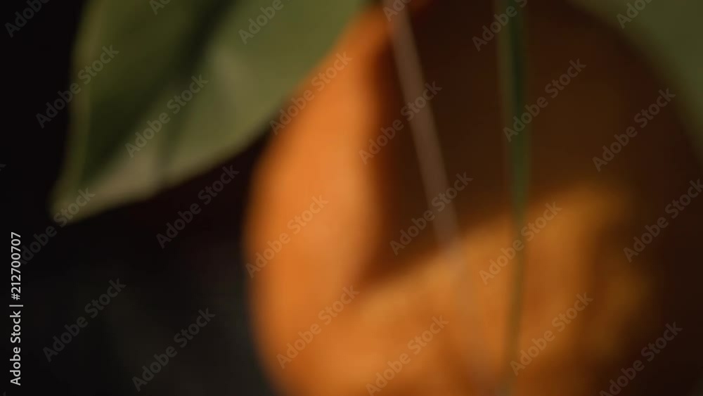Dolly in of an orange in a orange tree. The shot is in slow motion and has a shallow depth of field. It finishes in a closeup of a part of the orange.